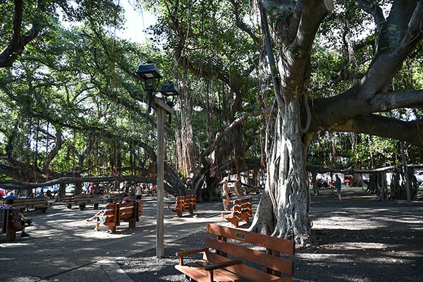 image of parlor famous Banyan Tree in Lahaina 
